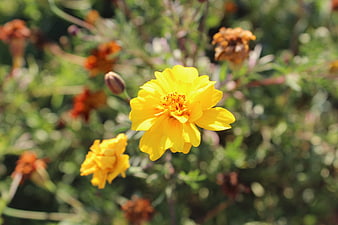 Bright yellow cosmos flower in natural garden setting
