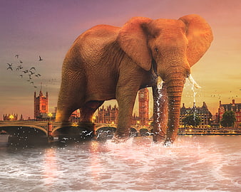 Giant African Elephant Walking Through London River Thames at Sunset