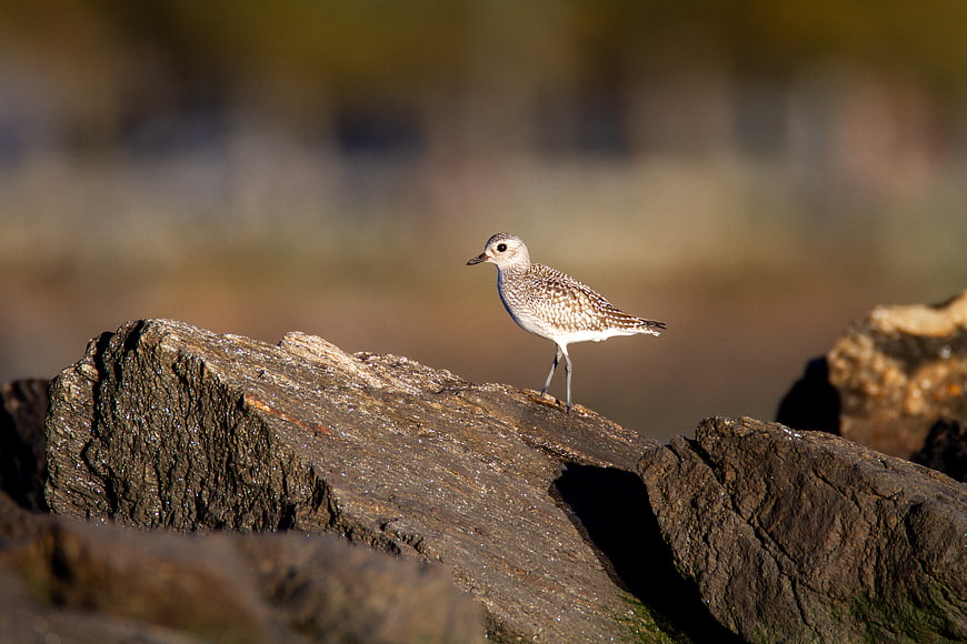 Small shorebird standing on a wet rock in nature
