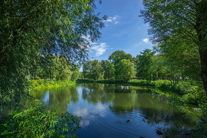 Serene River Landscape with Lush Green Trees and Blue Sky