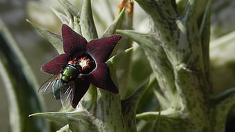 Green Blowfly Pollinating Dark Purple Starfish Flower