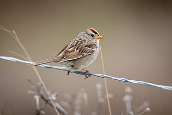 Small Sparrow Perched on Wire with Blurred Background