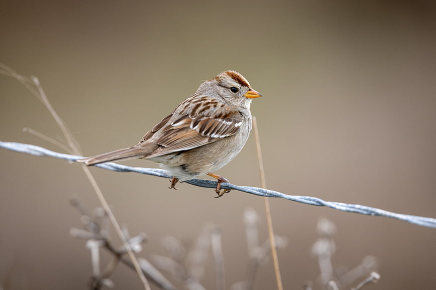 Small Sparrow Perched on Wire with Blurred Background