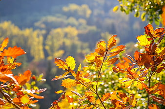 Vibrant Autumn Oak Leaves Backlit by Sunlight Against Blurred Forest