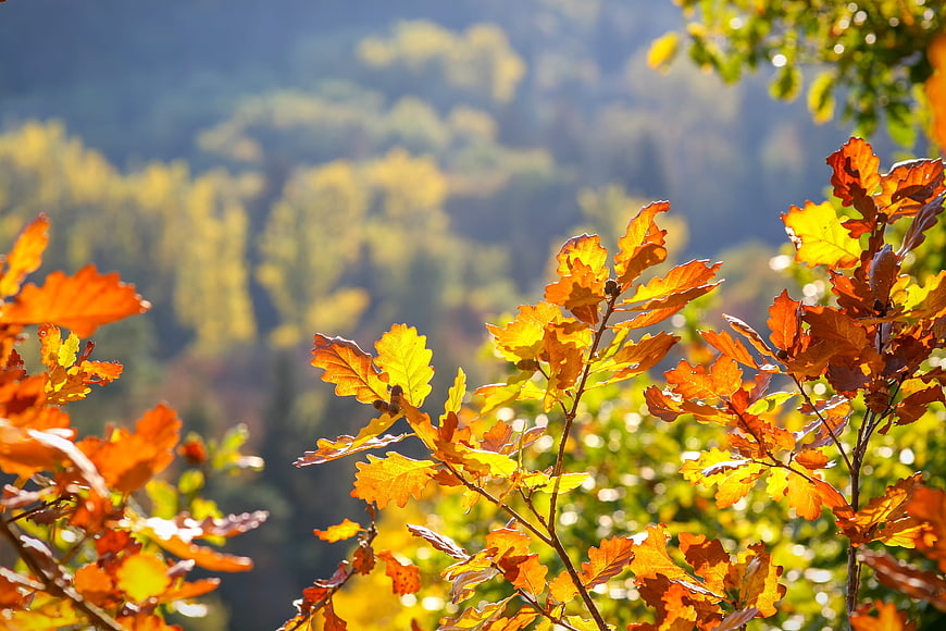 Vibrant Autumn Oak Leaves Backlit by Sunlight Against Blurred Forest