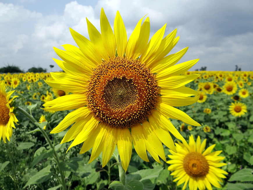 Vibrant Sunflower Close-Up in a Blooming Field