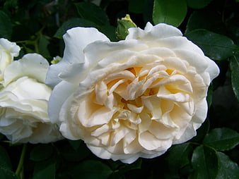 Close-up of a white rose with yellow center in garden