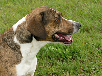 Brindle and White Dog Sitting in Green Grass
