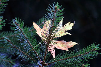 Dried maple leaf caught in evergreen pine branches