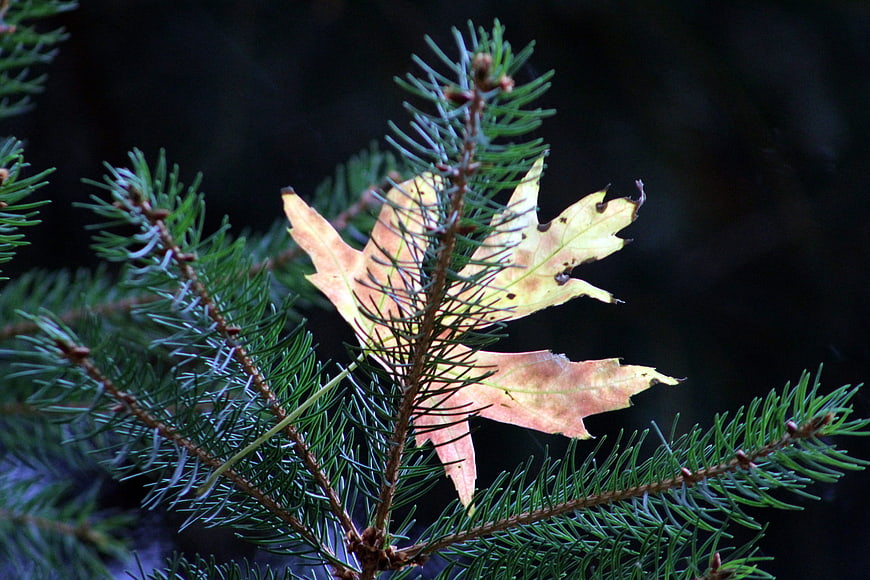 Dried maple leaf caught in evergreen pine branches