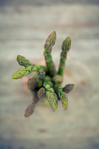 Fresh asparagus tips close-up on blurred background