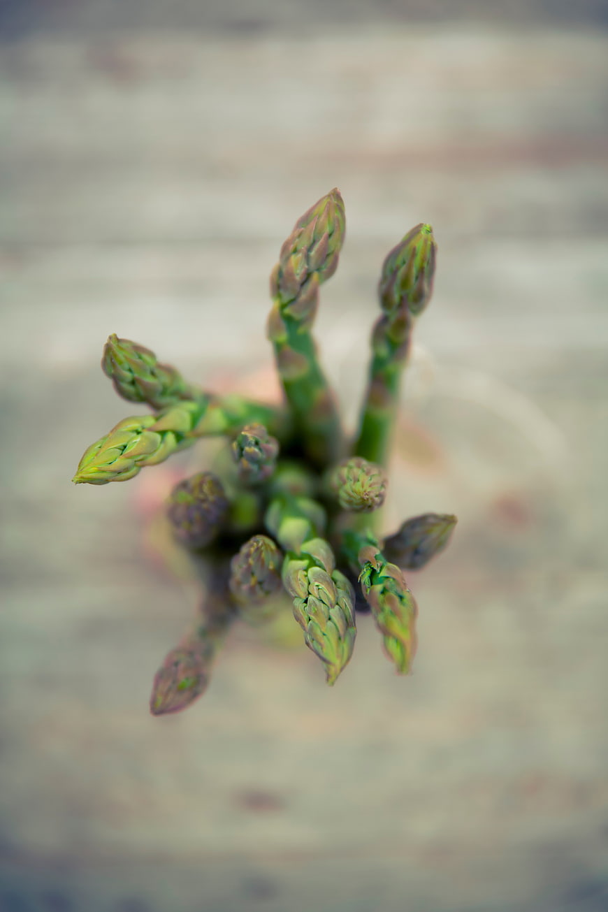Fresh asparagus tips close-up on blurred background