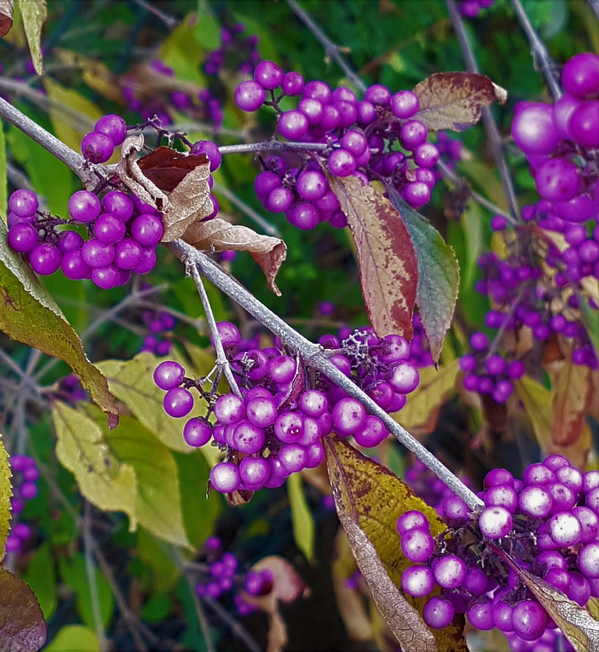 Close-up of vibrant purple beautyberry berries on branches