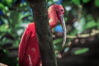 Scarlet Ibis Bird Perched on Tree Branch in Nature