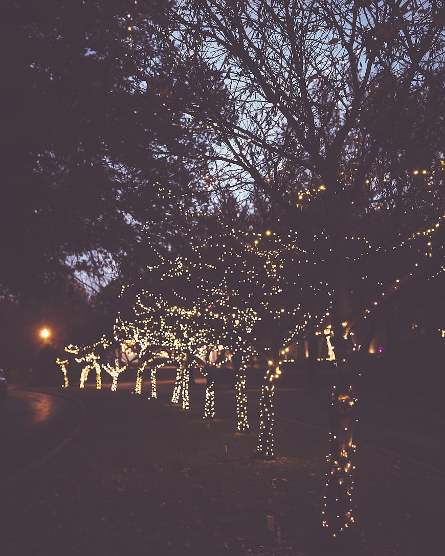 Festive Christmas Lights on Trees at Dusk