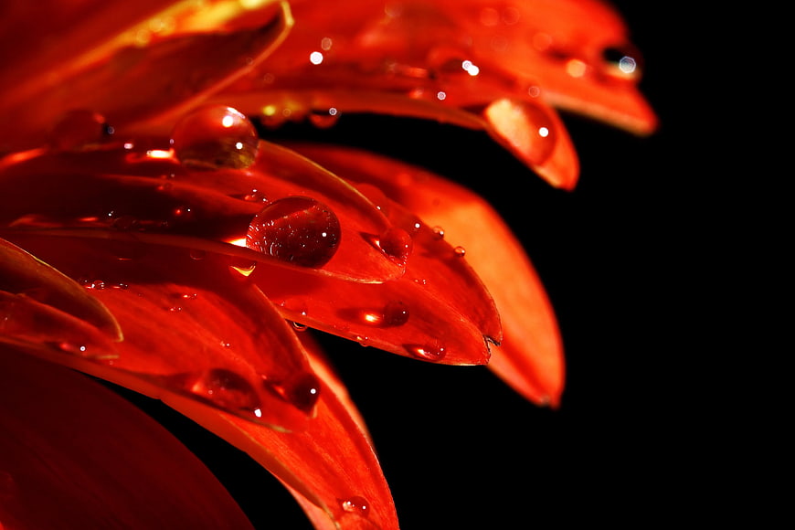Close-up of vibrant red flower petals with water droplets