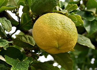 Fresh Yellow Lemon with Water Droplets on Tree