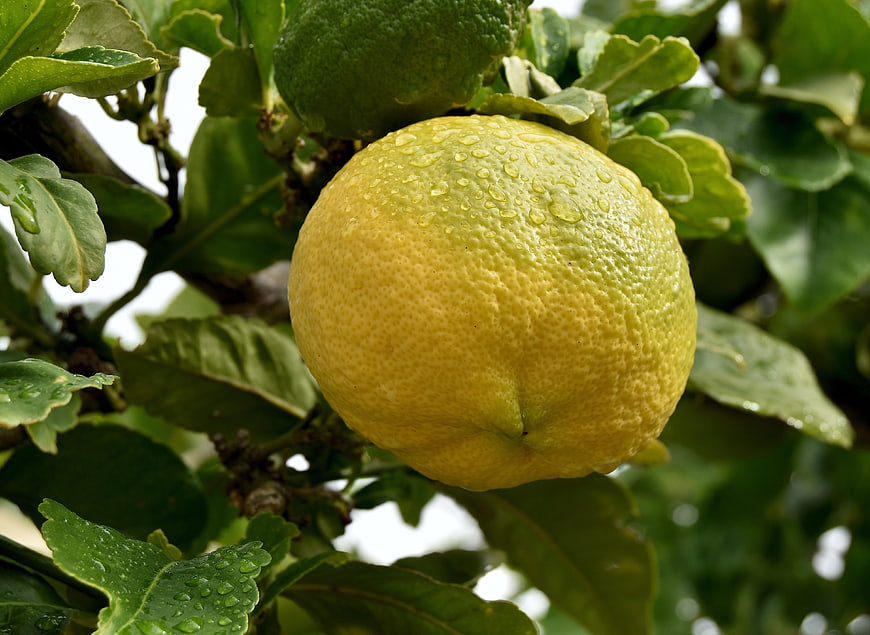 Fresh Yellow Lemon with Water Droplets on Tree