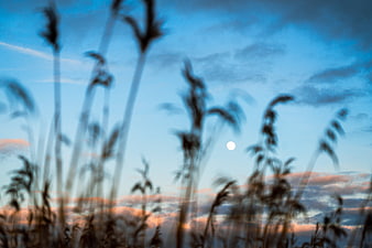 Blurred Silhouette of Tall Grass Against Blue Sky with Moon