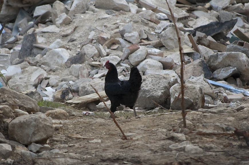 Black Rooster Standing Amidst Earthquake Rubble and Debris
