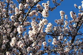 White fruit tree blossoms against a clear blue sky