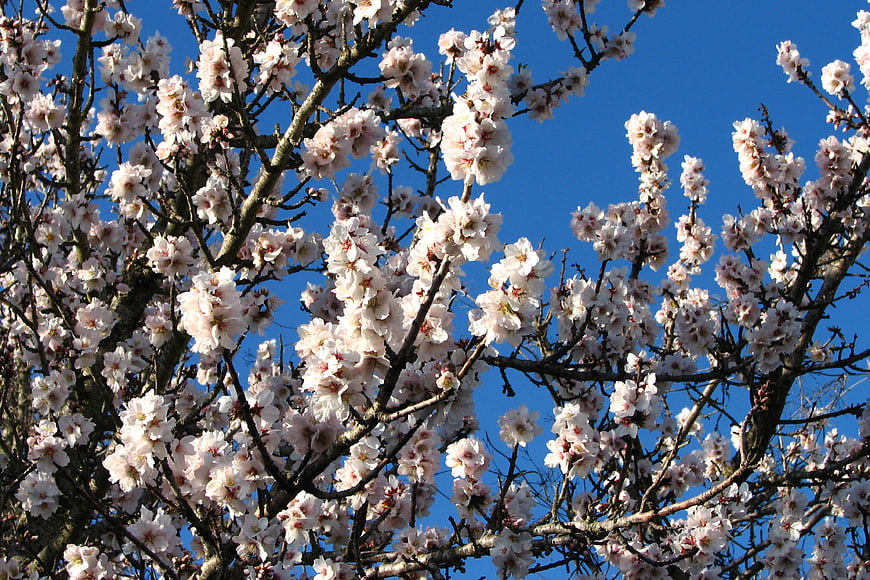 White fruit tree blossoms against a clear blue sky