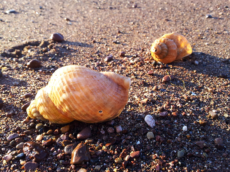Two seashells resting on pebbly beach sand in sunlight