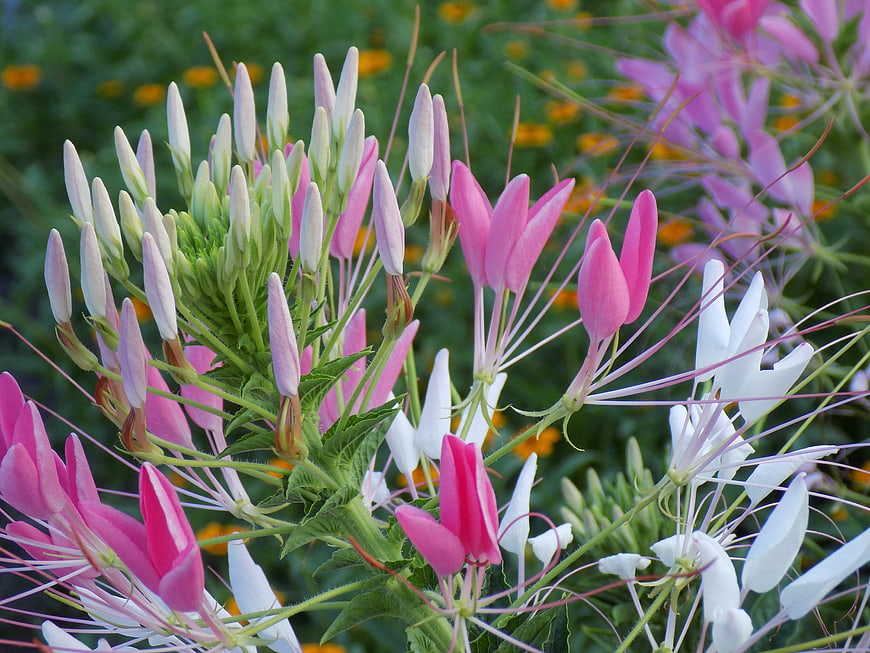 Close-up of Pink and White Spider Flowers in Garden