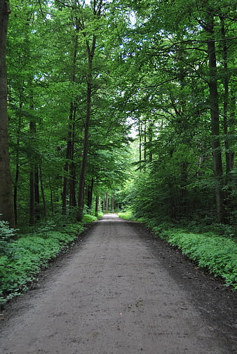 Serene Forest Path Surrounded by Lush Green Trees