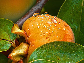 Close-up of Orange Persimmon with Water Droplets