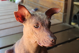 Close-up portrait of a Peruvian Hairless Dog