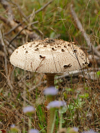 Close-up of a parasol mushroom in a forest