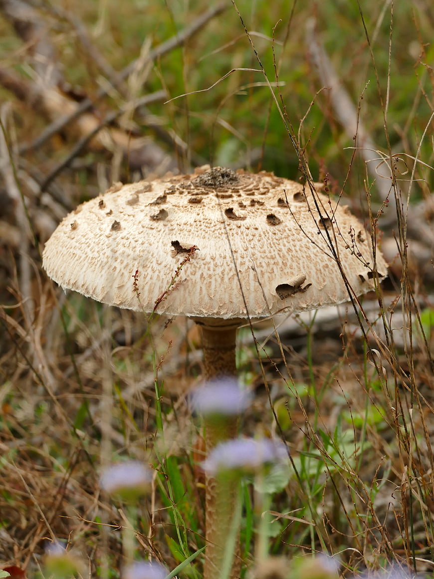 Close-up of a parasol mushroom in a forest