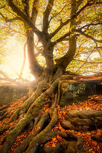 Ancient Tree Roots Growing Over Stone With Autumn Leaves And Sunbeams