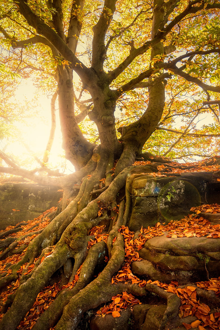 Ancient Tree Roots Growing Over Stone With Autumn Leaves And Sunbeams