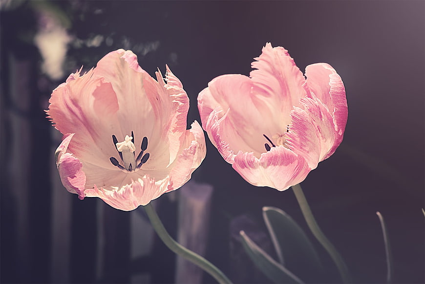 Close-up of two pink fringed tulips in a garden