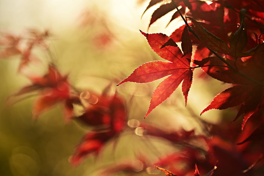 Backlit Red Japanese Maple Leaf In Autumn Sunlight