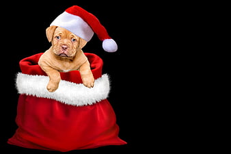 Cute Puppy in Santa Sack with Christmas Hat