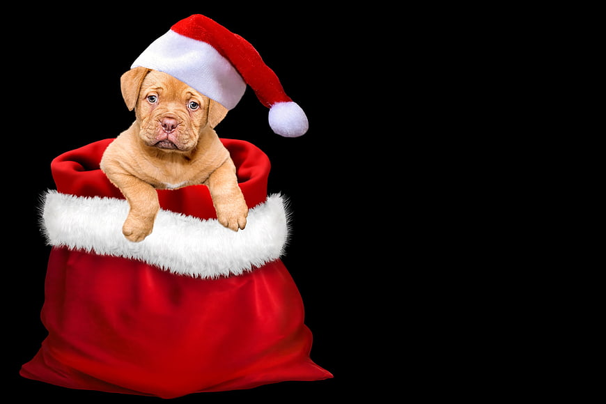 Cute Puppy in Santa Sack with Christmas Hat