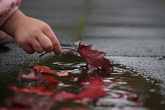 Child's hand holding red autumn leaf over rainy puddle