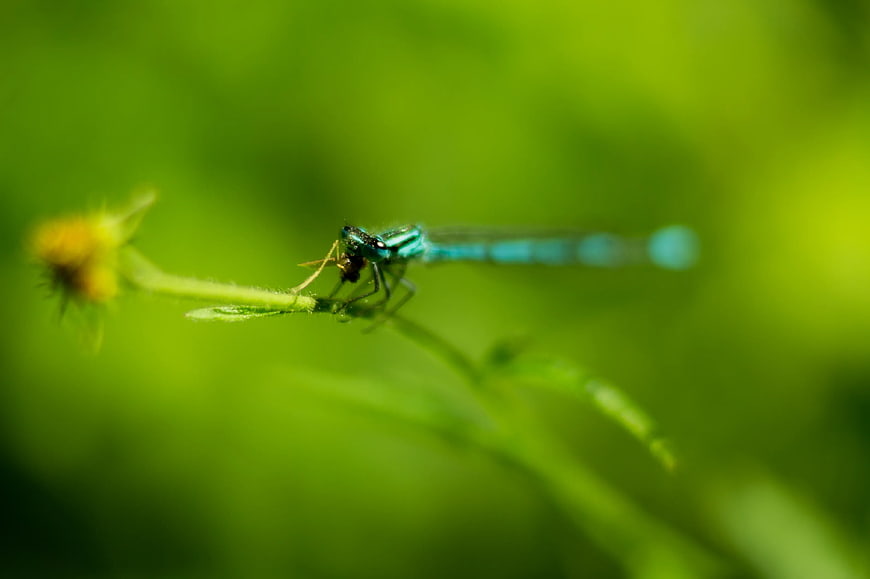 Blue Damselfly Perched on Green Plant Stem