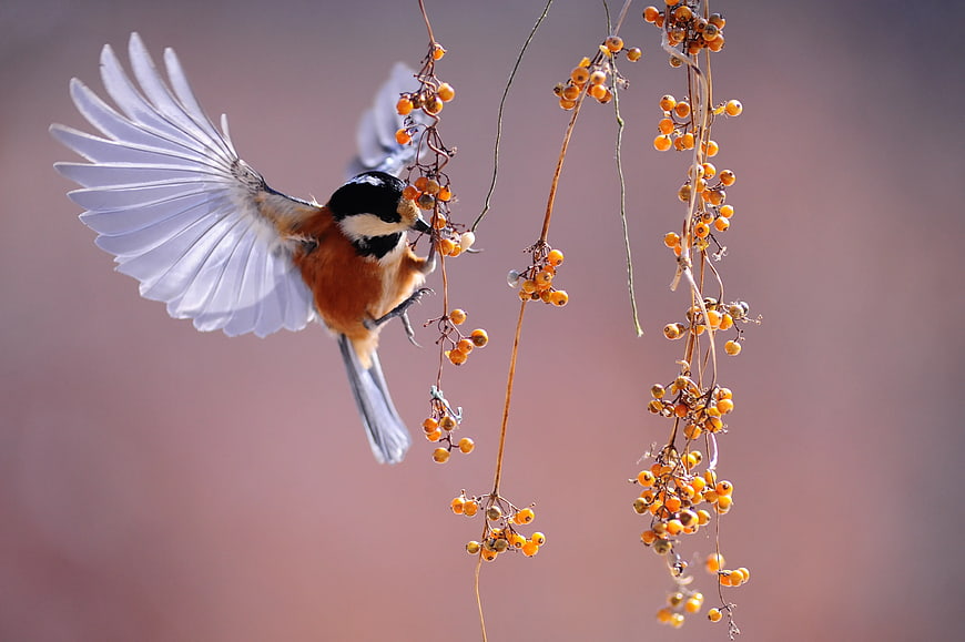 Eurasian Bullfinch Hovering to Eat Orange Berries