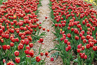 Rows of red and yellow tulips in a spring flower field
