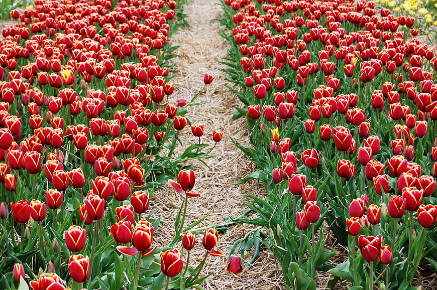 Rows of red and yellow tulips in a spring flower field