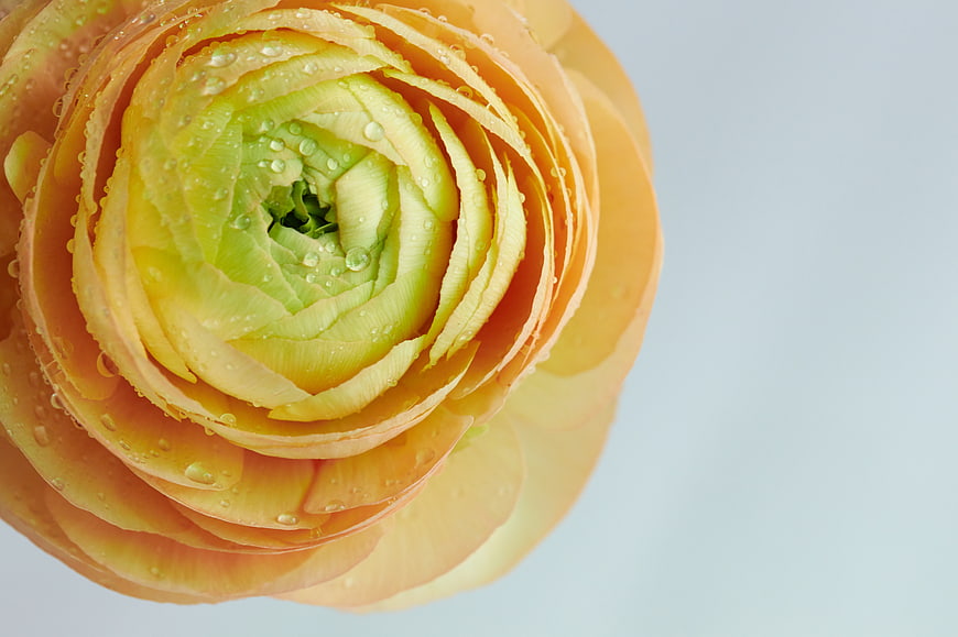 Close-up of orange ranunculus flower with water droplets
