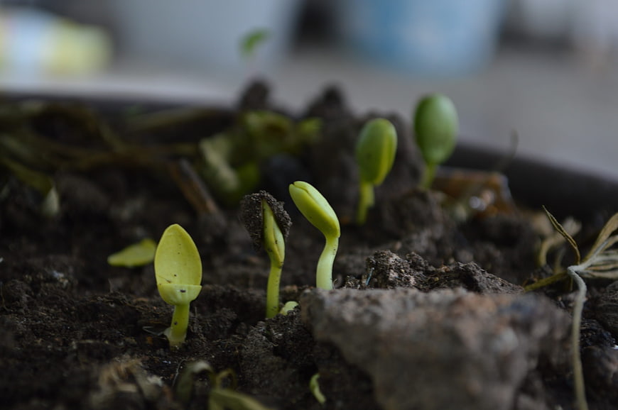 Close-up of green seedlings sprouting from dark soil