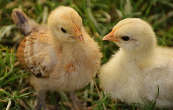 Two fluffy yellow chicks standing on green grass