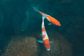 Orange and white koi fish swimming underwater in a pond