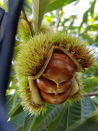 Close-up of ripe chestnuts in spiky burr on tree branch