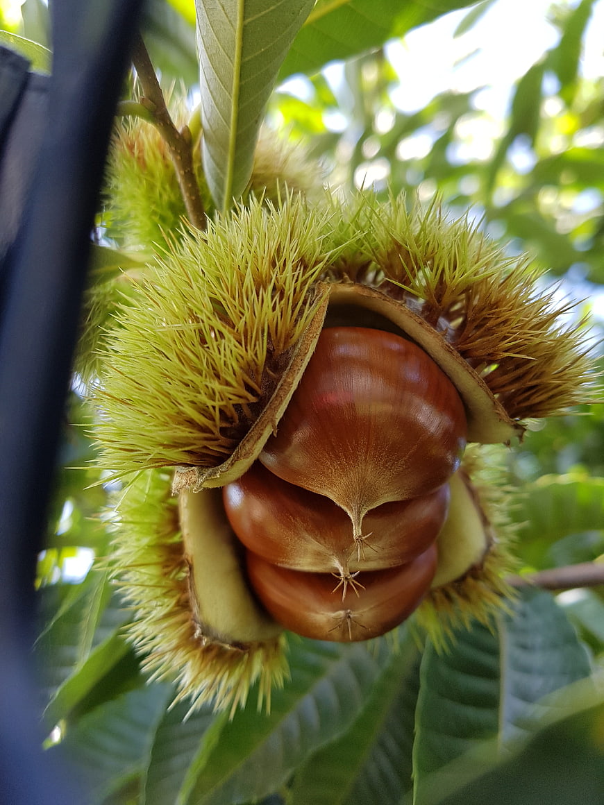 Close-up of ripe chestnuts in spiky burr on tree branch